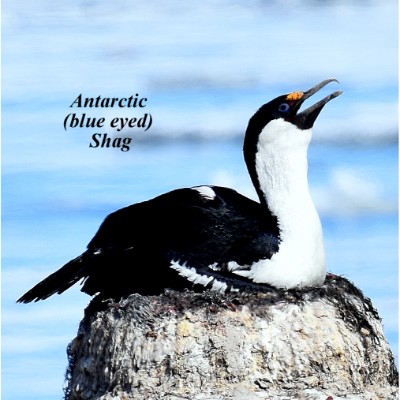 Antarctic (blue-eyed) Shag